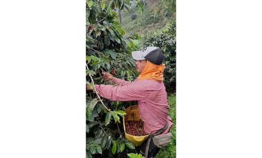 Excelente Finca Productiva para la venta Santa Rosa de Cabal Risaralda