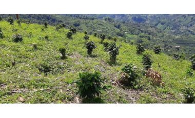Excelente Finca Productiva para la venta Santa Rosa de Cabal Risaralda