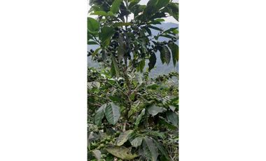 Excelente Finca Productiva para la venta Santa Rosa de Cabal Risaralda