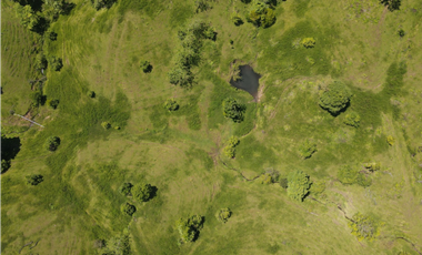 Se Vende Finca de 253 Ha. en Chepo (H)