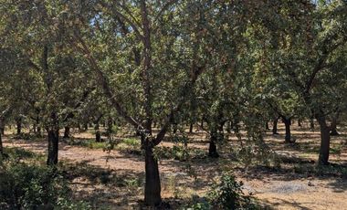Parcela de agrado con Casa y Plantacion de Almendros