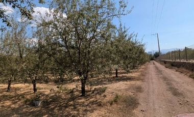 Parcela de agrado con Casa y Plantacion de Almendros