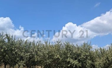 Parcela de agrado con Casa y Plantacion de Almendros