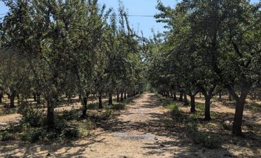 Parcela de agrado con Casa y Plantacion de Almendros