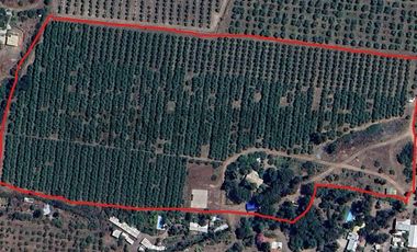 Parcela de agrado con Casa y Plantacion de Almendros