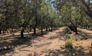 Parcela de agrado con Casa y Plantacion de Almendros