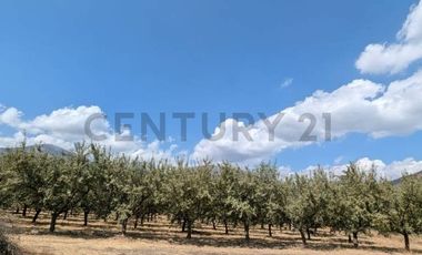 Parcela de agrado con Casa y Plantacion de Almendros