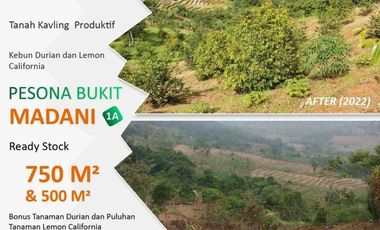 Tanah Kavling Kebun Murah Siapa cepat dia Dapat