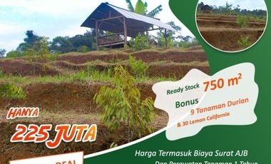 Tanah Kavling Kebun Murah Siapa cepat dia Dapat