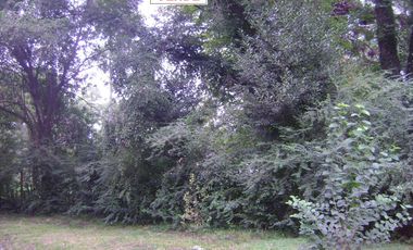Dos Lotes Terrenos en venta B Villa Vengochea Gral Rodriguez Piccardo.
