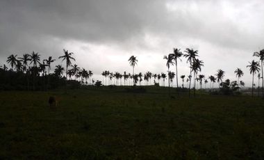 22.8 Hectares of Vacant Land in Ligao City, Albay