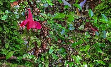 Parcela en Venta en Chiloé