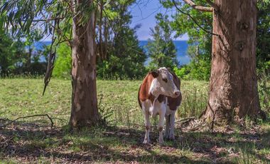 Parcela en Venta en Chiloé
