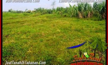 5.200 m2 View Sawah Murah Rp 3,5 jt/m di Tabanan Kediri
