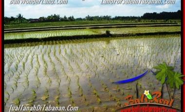 5.200 m2 View Sawah Murah Rp 3,5 jt/m di Tabanan Kediri