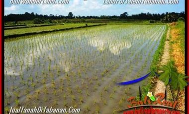 5.200 m2 View Sawah Murah Rp 3,5 jt/m di Tabanan Kediri