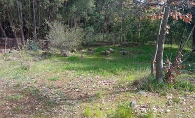 LINDA PROPIEDAD EN SECTOR EL ALAMO, SAN IGNACIO, ÑUBLE