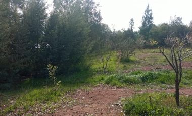 LINDA PROPIEDAD EN SECTOR EL ALAMO, SAN IGNACIO, ÑUBLE