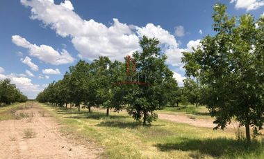 Nogalera Venta Cd. Camargo-Jiménez 19,900,000 Luifou RAO