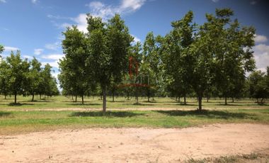 Nogalera Venta Cd. Camargo-Jiménez 19,900,000 Luifou RAO