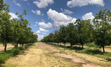 Nogalera Venta Cd. Camargo-Jiménez 19,900,000 Luifou RAO