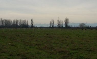 PARCELAS DE 5.000 M2, EN SECTOR LA ESPERANZA, ESTACIÓN VILLA ALEGRE, COMUNA DE YERBAS BUENAS, (LUZ ELÉCTRICA INCLUIDA).