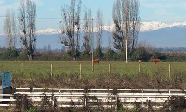 PARCELAS DE 5.000 M2, EN SECTOR LA ESPERANZA, ESTACIÓN VILLA ALEGRE, COMUNA DE YERBAS BUENAS, (LUZ ELÉCTRICA INCLUIDA).