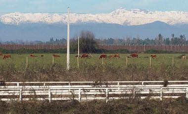 PARCELAS DE 5.000 M2, EN SECTOR LA ESPERANZA, ESTACIÓN VILLA ALEGRE, COMUNA DE YERBAS BUENAS, (LUZ ELÉCTRICA INCLUIDA).