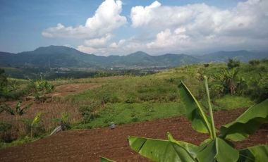 Cheap land for sale 135 Hectares in Cipanas, Cianjur City
