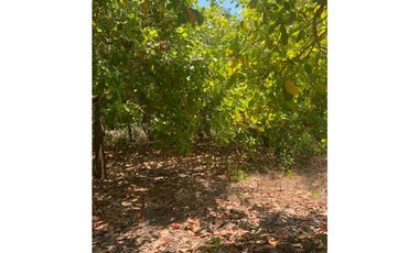 Terreno en venta en barra de Coyuca