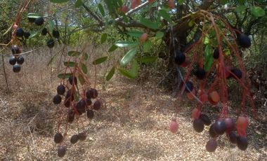 Terreno en venta en barra de Coyuca