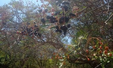 Terreno en venta en barra de Coyuca