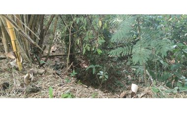 Tarapoto - Terreno circulado con quebrada - 1 ha.