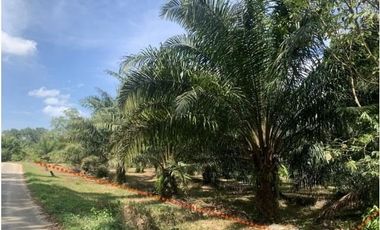 Land for sale in Bang Muang, Phangnga