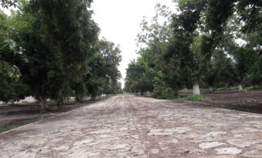 TERRENOS CAMPESTRE EN VENTA EN GOMEZ PALACIO DGO.