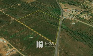 7 HA. FRENTE AL NUEVO VALQUIRICO DE  VALLE DE GUADALUPE