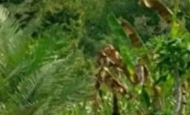 Kebun Buah Durian,Rambutan,Mangga dan Salak Gondang Pacet Mojokerto Jawa Timur