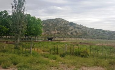 Estancia, campo ganadero de cria, 94.149 has. En Mendoza, con importantes mejoras, con o sin hacienda.