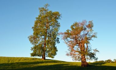 Paillaco, Fundo Pumalal