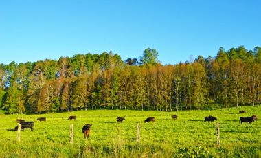 Paillaco, Fundo Pumalal