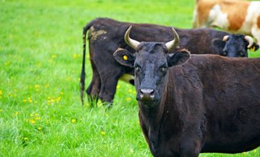 Paillaco, Fundo Pumalal