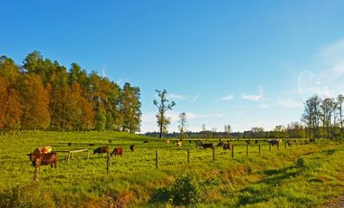 Paillaco, Fundo Pumalal