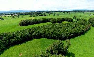 Paillaco, Fundo Pumalal