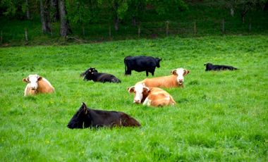 Paillaco, Fundo Pumalal