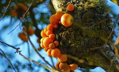 Paillaco, Fundo Pumalal