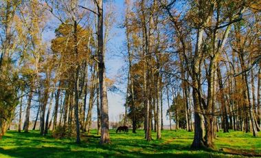 Paillaco, Fundo Pumalal