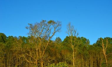 Paillaco, Fundo Pumalal