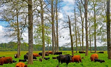 Paillaco, Fundo Pumalal