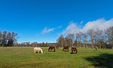 Paillaco, Fundo Pumalal