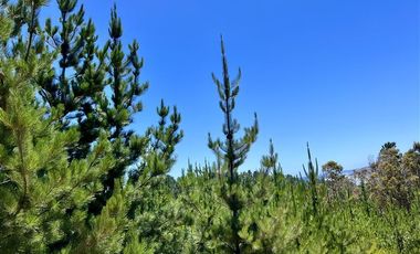 Sitio en Venta en Loteo Fundo Boyeruca